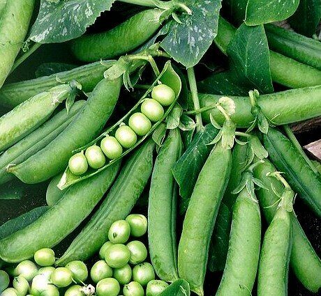 ZIRŅI PRELADO F1 1000 g Syngenta